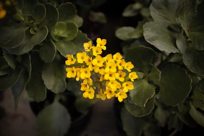 黄花浅焦点